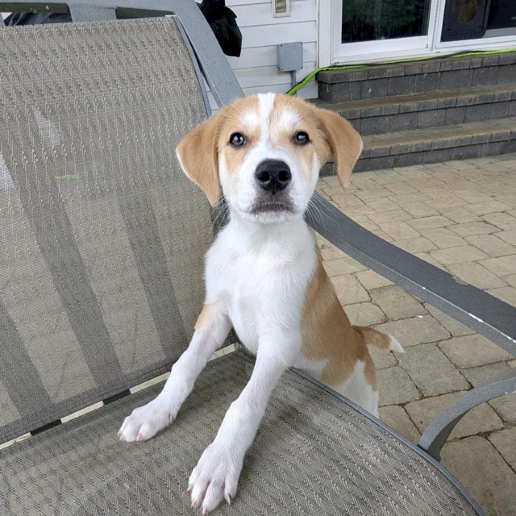 Enlarge Blaze, a Adoptable Mixed Breed in La Grange, KY image 5/6