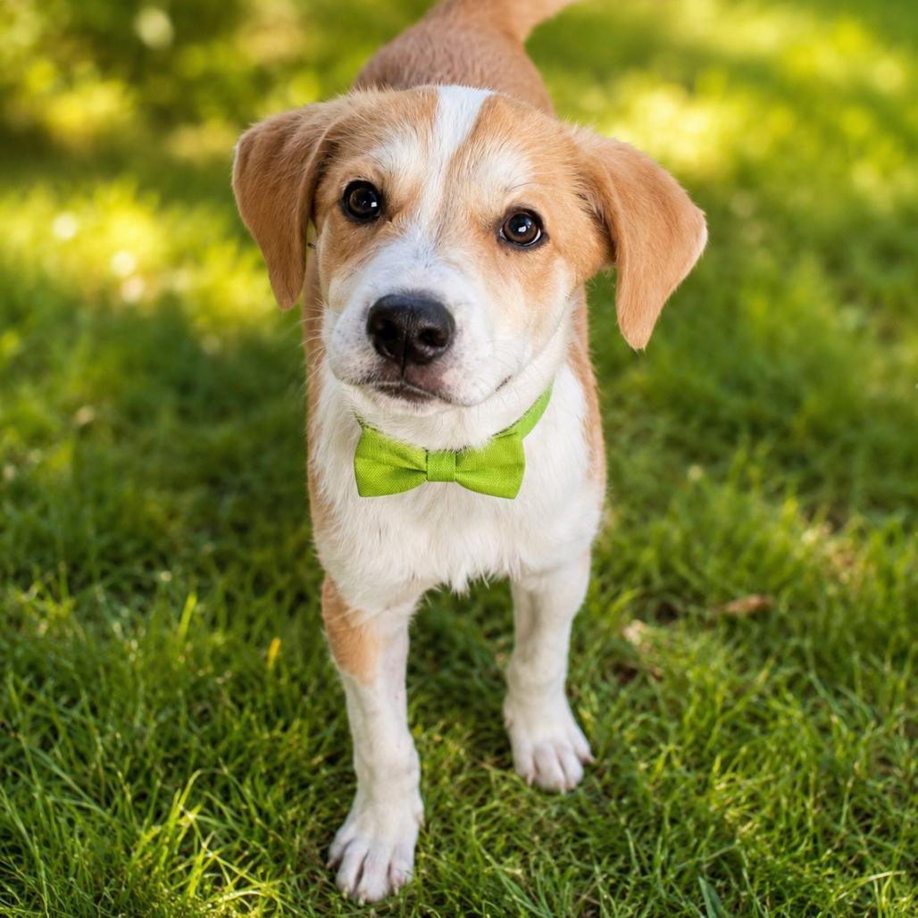 Blaze, Adoptable, Puppy Male Mixed Breed.
