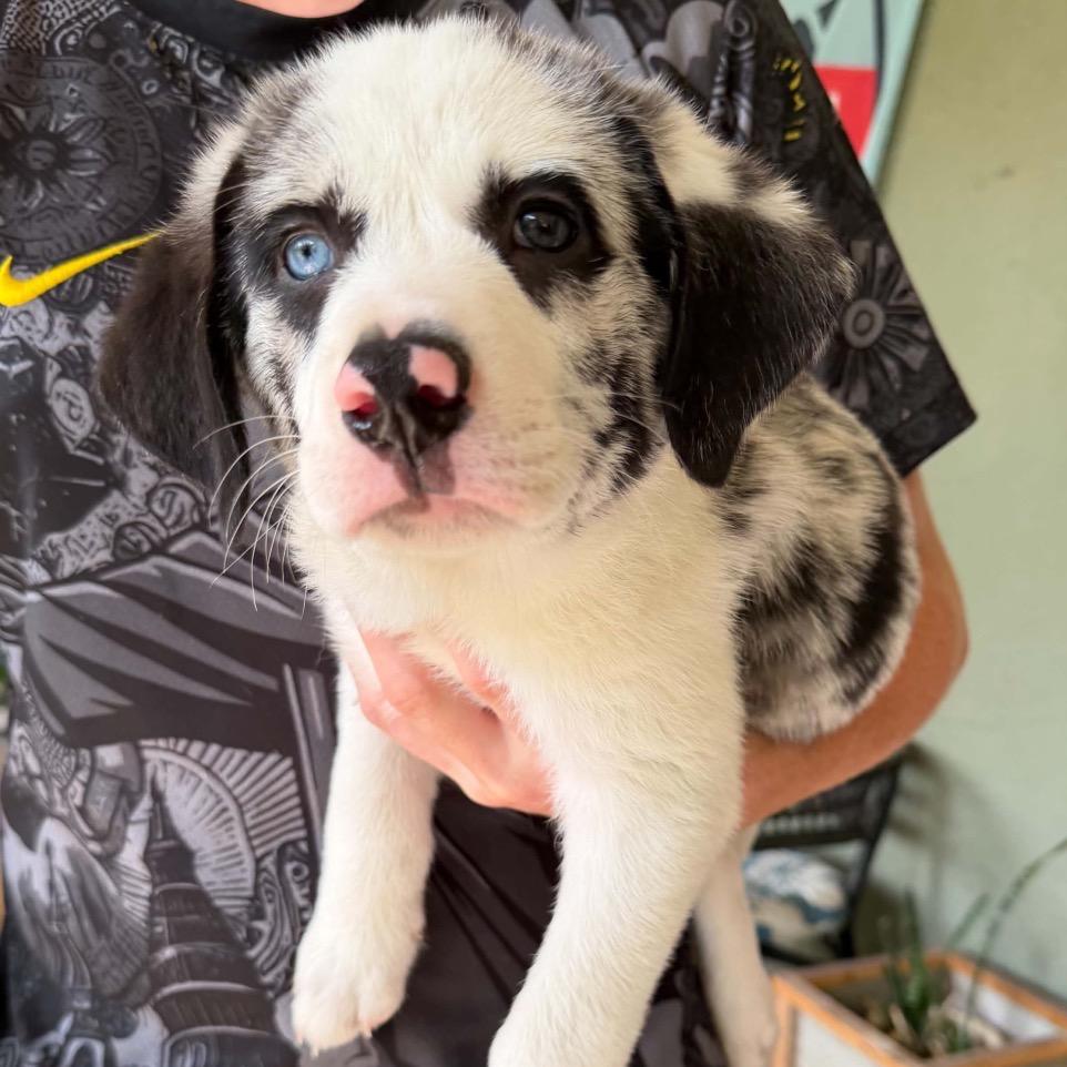 Banksy, Adoptable, Puppy Male Mixed Breed.