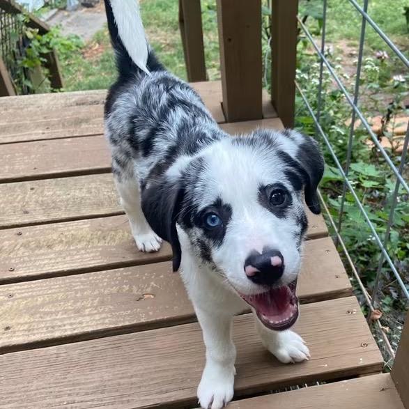 Enlarge Banksy, a Adoptable Mixed Breed in Kansas City, MO image 2/4