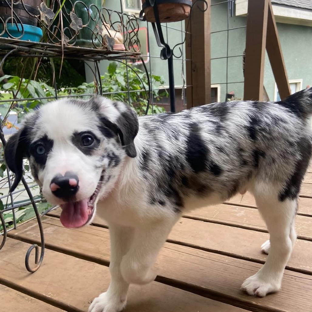 Enlarge Banksy, a Adoptable Mixed Breed in Kansas City, MO image 3/4