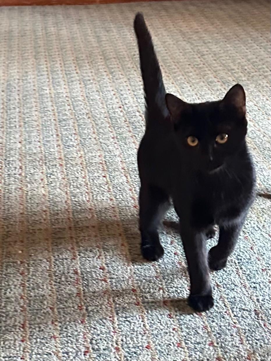Black Jack, Adoptable, Kitten Female Domestic Short Hair.