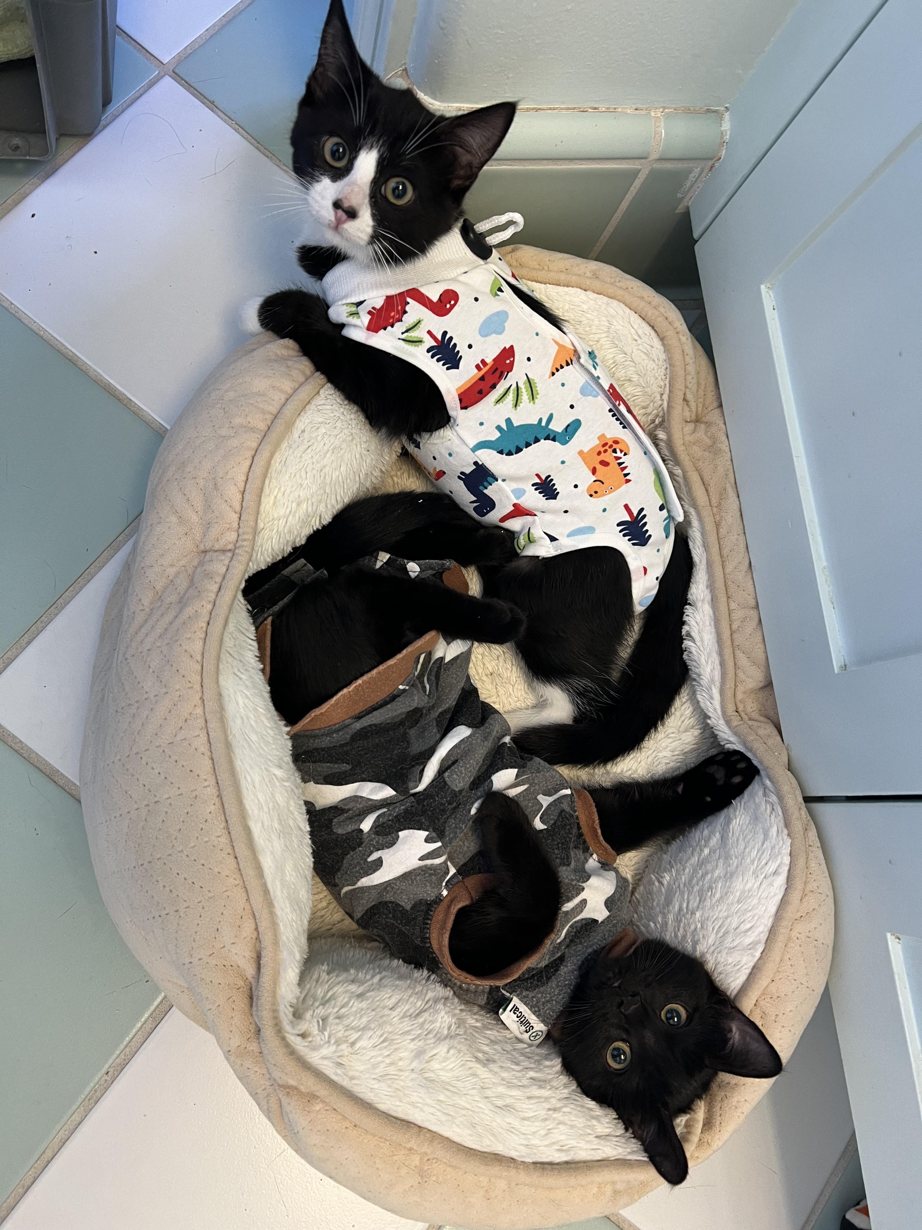 Black Jack, a Adoptable Domestic Short Hair in San Luis Obispo, CA image 2/6