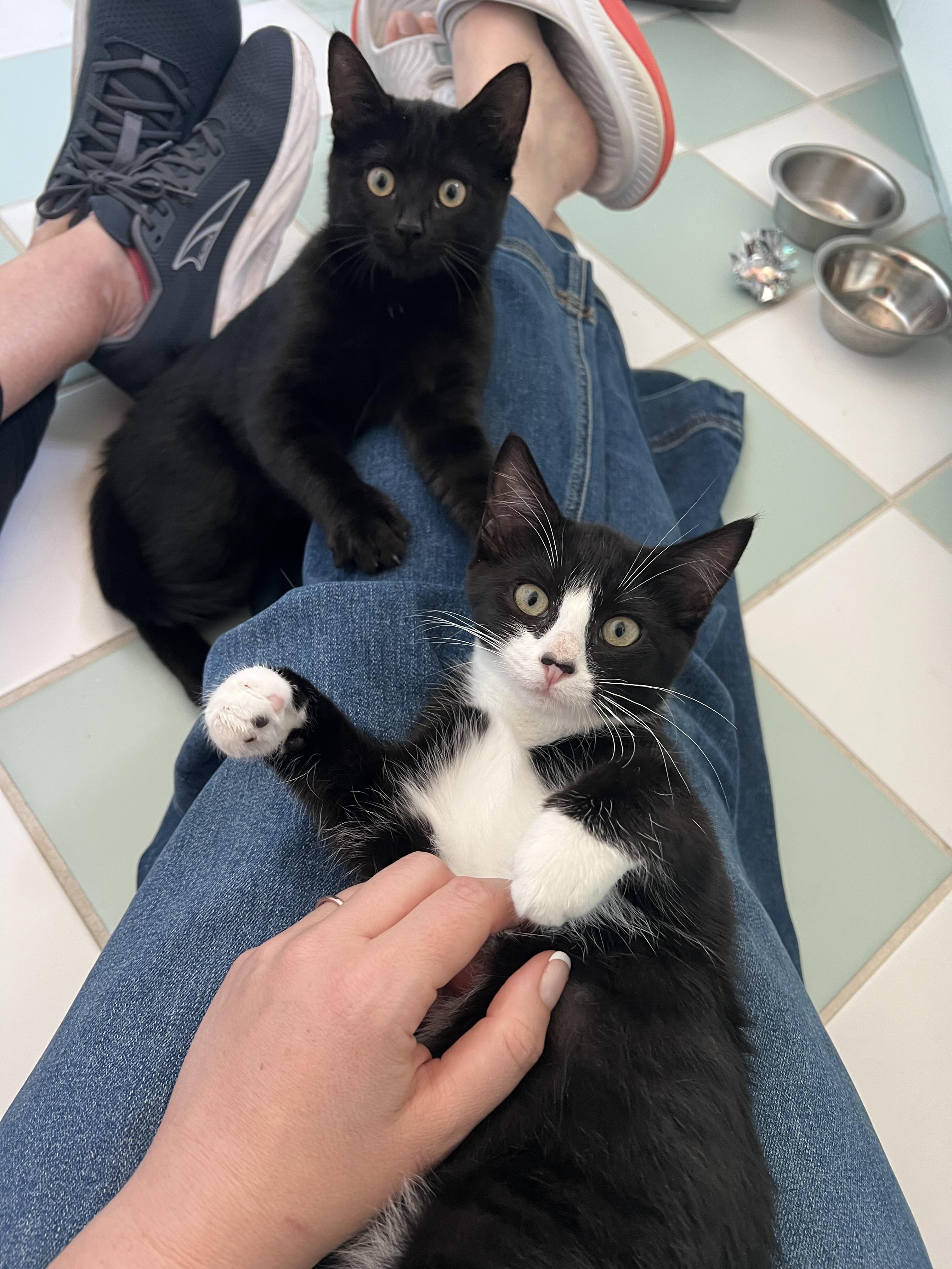 Black Jack, a Adoptable Domestic Short Hair in San Luis Obispo, CA image 3/6