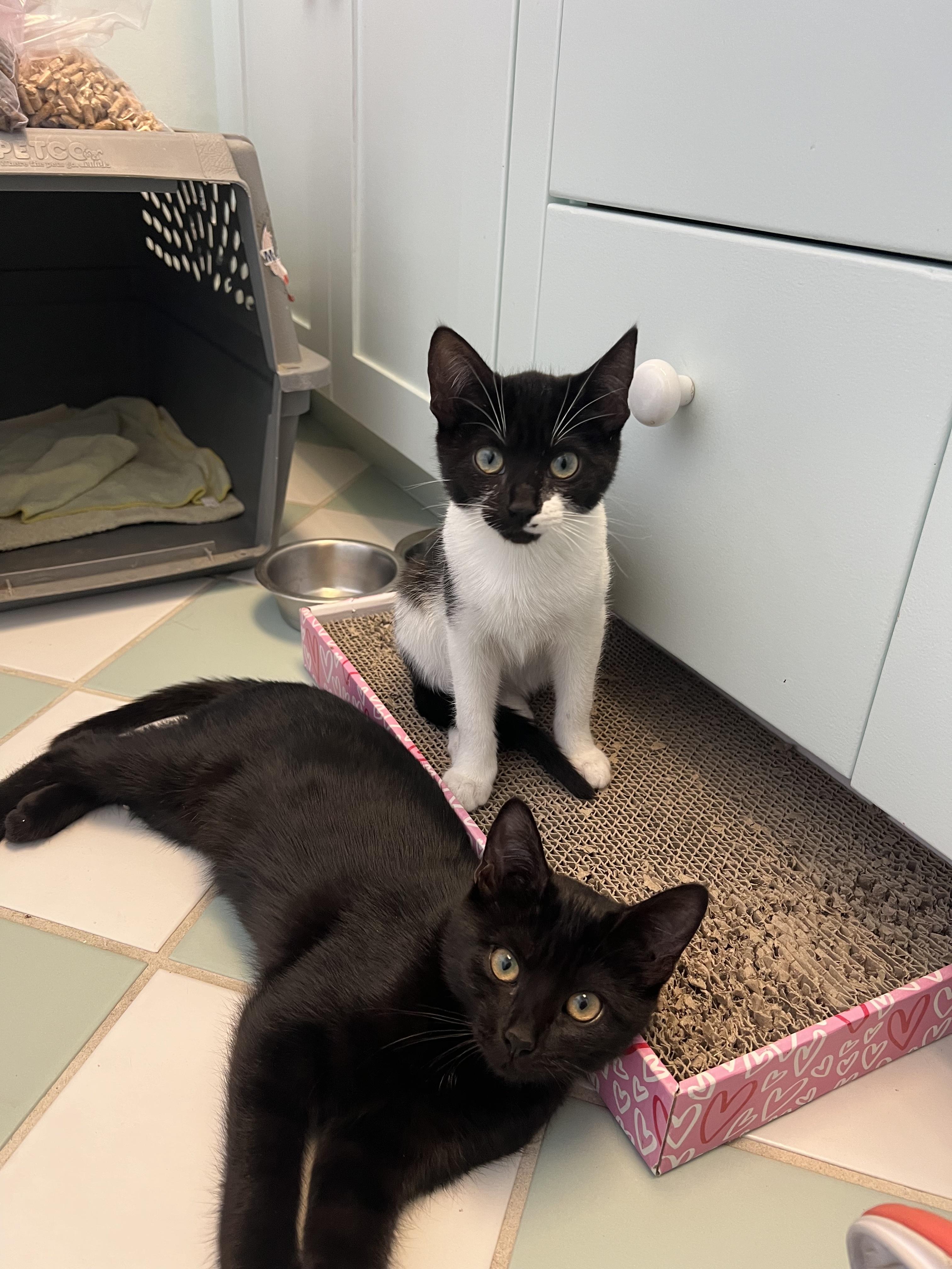 Black Jack, a Adoptable Domestic Short Hair in San Luis Obispo, CA image 5/6