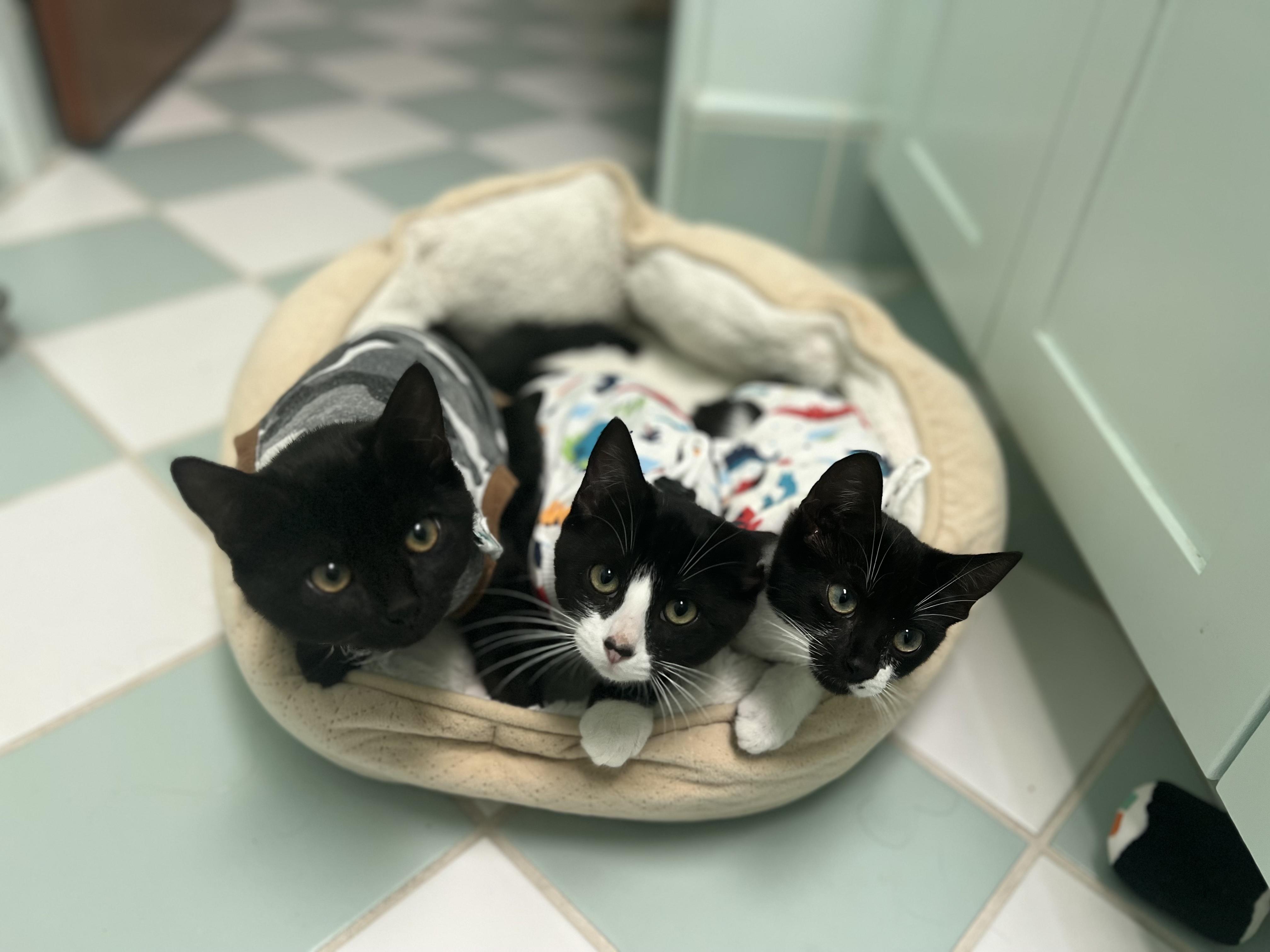 Black Jack, Adoptable, Kitten Female Domestic Short Hair.