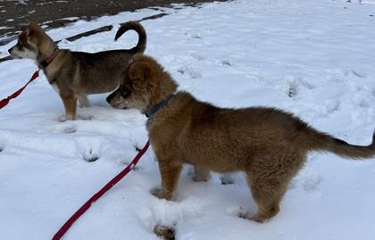 Augustus, Adoptable, Young Male Siberian Husky & Mixed Breed.