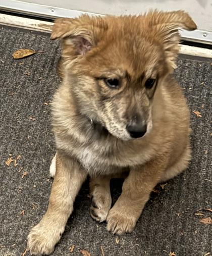 Enlarge Augustus, a Adoptable mixed breed in Simcoe, ON image 2/3