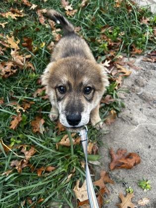 Enlarge Augustus, a Adoptable mixed breed in Simcoe, ON image 3/3