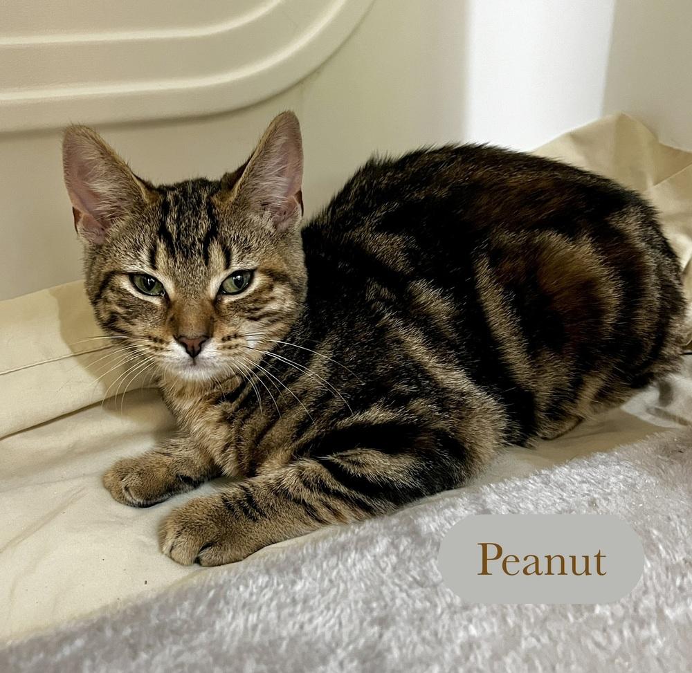 Enlarge Peanut, a Adoptable Domestic Short Hair in Chalfont, PA image 2/6