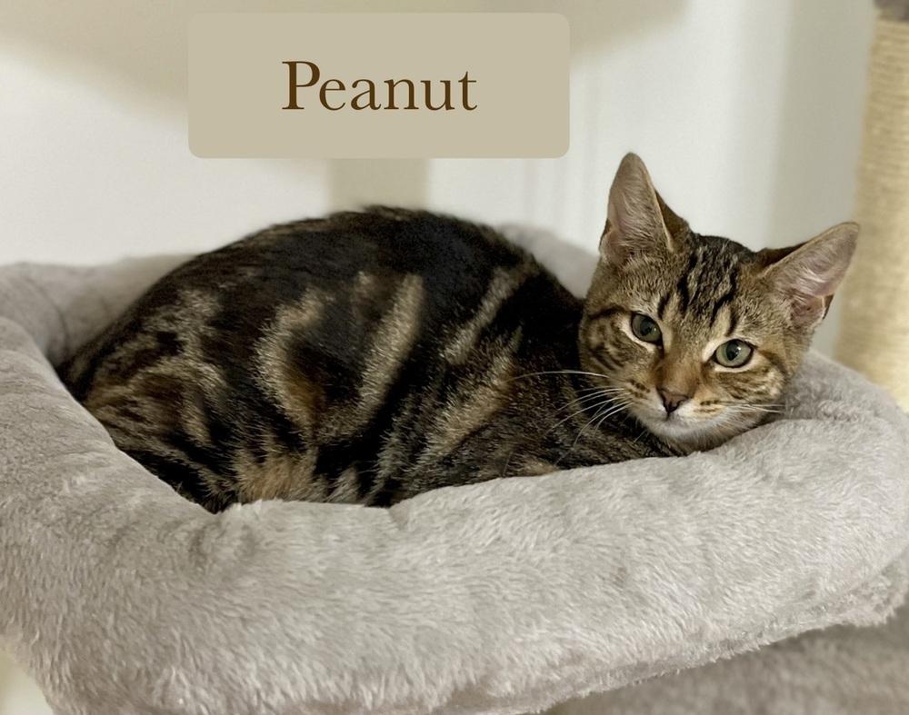 Enlarge Peanut, a Adoptable Domestic Short Hair in Chalfont, PA image 3/6