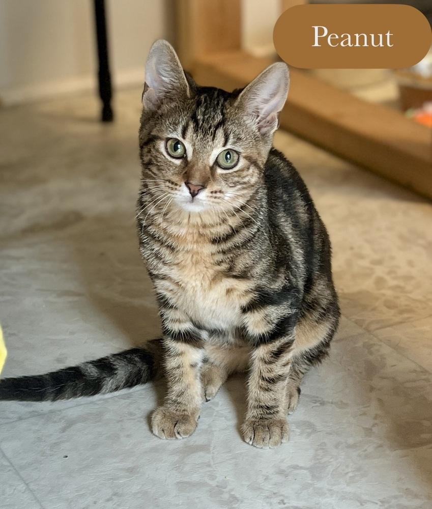 Enlarge Peanut, a Adoptable Domestic Short Hair in Chalfont, PA image 1/6