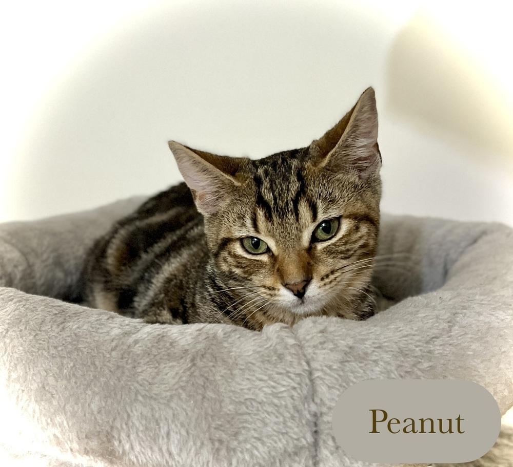 Enlarge Peanut, a Adoptable Domestic Short Hair in Chalfont, PA image 5/6