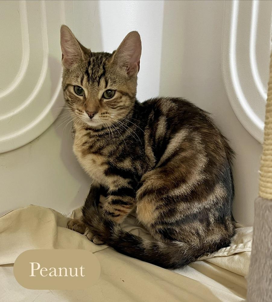 Enlarge Peanut, a Adoptable Domestic Short Hair in Chalfont, PA image 4/6