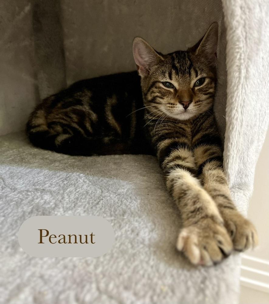 Enlarge Peanut, a Adoptable Domestic Short Hair in Chalfont, PA image 6/6