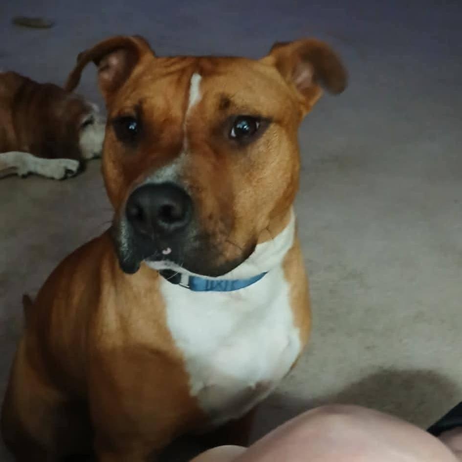 Gopher, a Adoptable mixed breed in Tomball, TX image 1/6