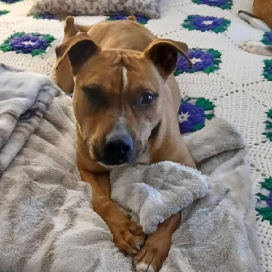 Gopher, a Adoptable mixed breed in Tomball, TX image 4/6