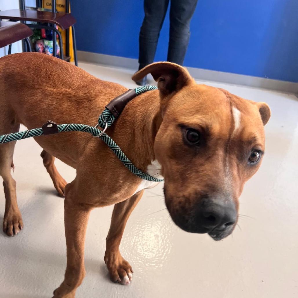 Gopher, a Adoptable mixed breed in Tomball, TX image 5/6