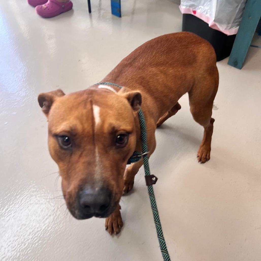 Gopher, a Adoptable mixed breed in Tomball, TX image 6/6