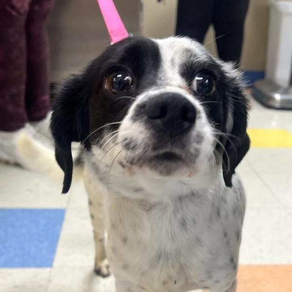 Enlarge Max, a Adoptable mixed breed in Sioux City, IA image 1/1