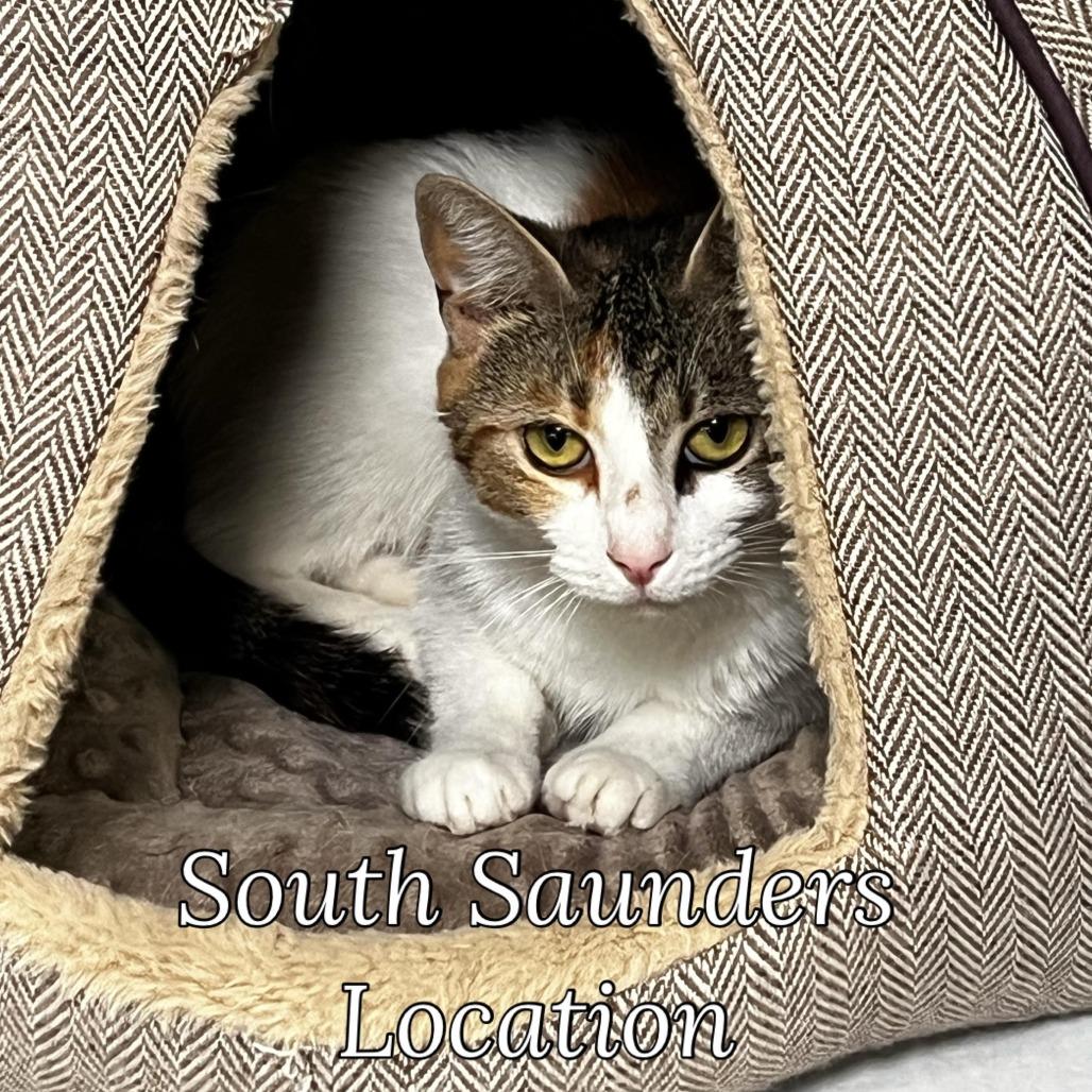 Malice, Adoptable, Adult Female Domestic Short Hair.