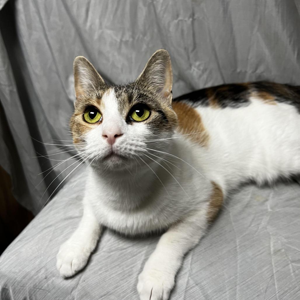 Malice, a Adoptable Domestic Short Hair in Raleigh, NC image 2/6