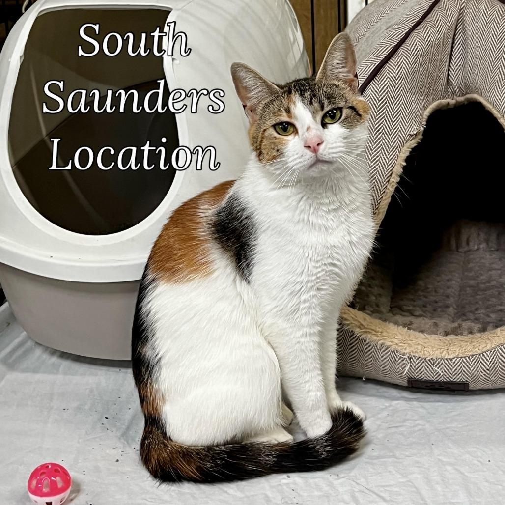 Malice, a Adoptable Domestic Short Hair in Raleigh, NC image 3/6
