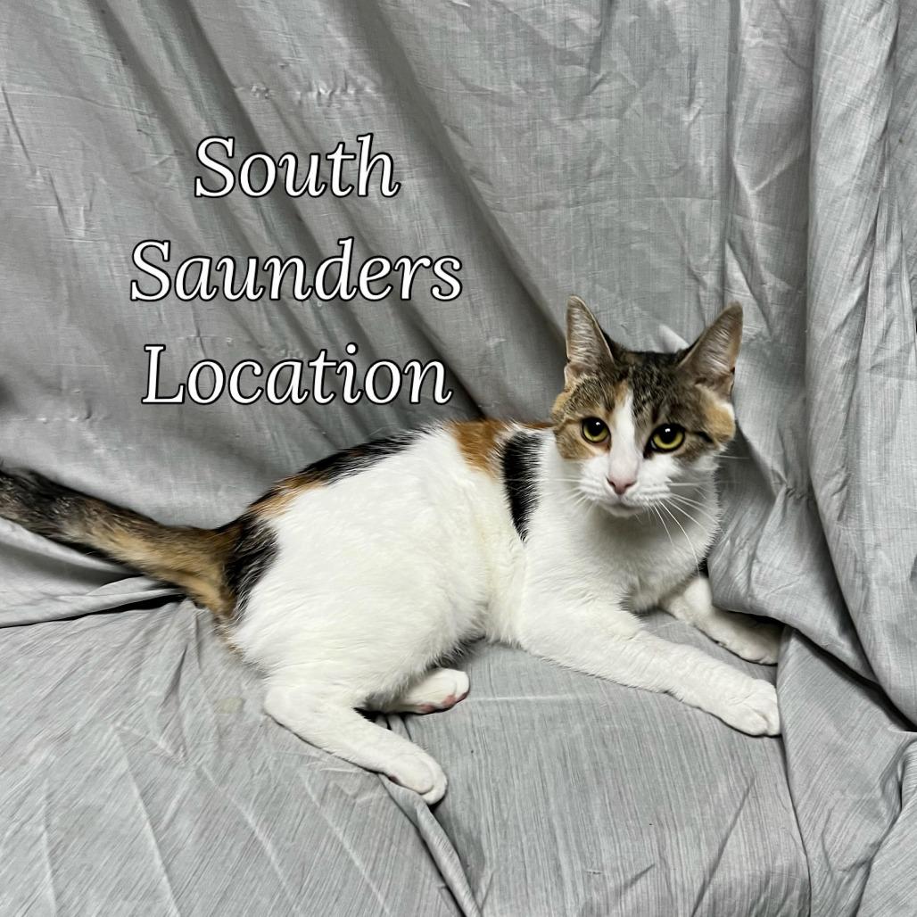 Malice, a Adoptable Domestic Short Hair in Raleigh, NC image 4/6