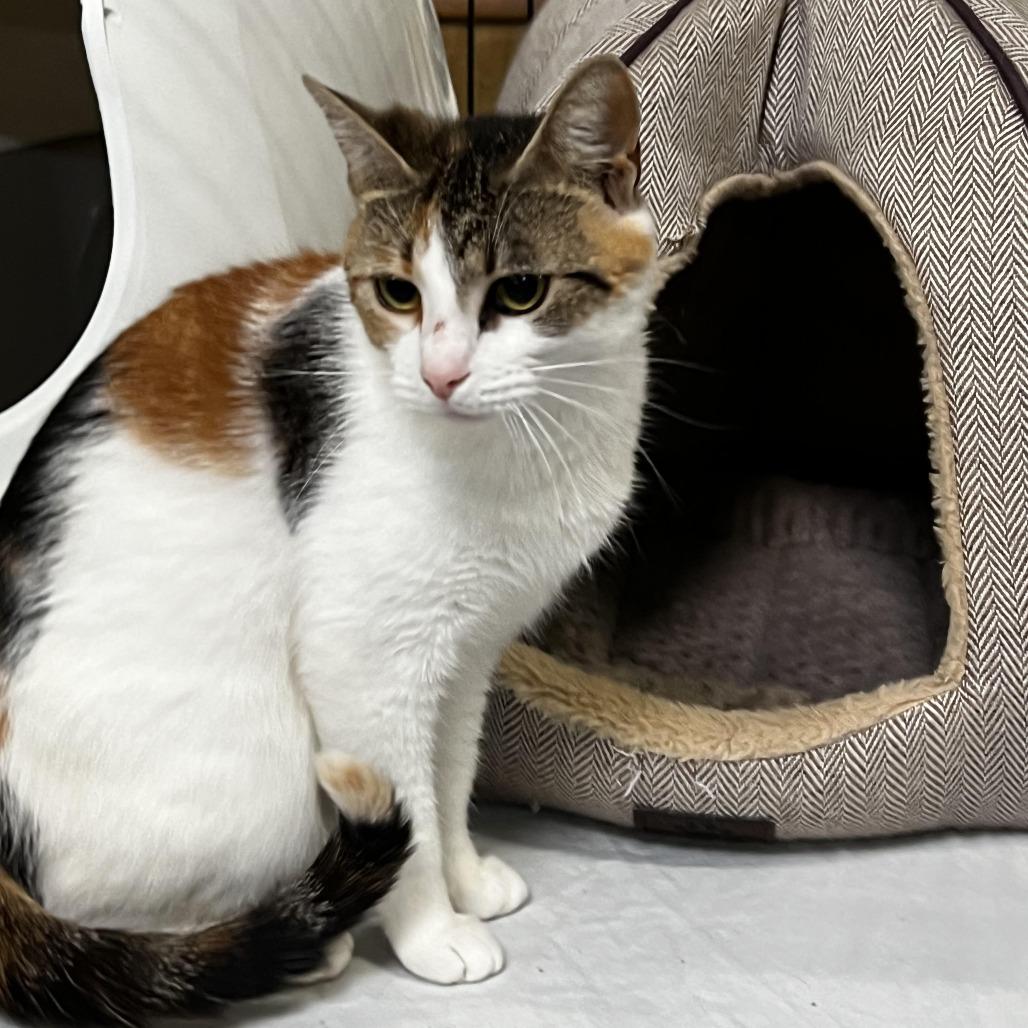 Malice, a Adoptable Domestic Short Hair in Raleigh, NC image 5/6