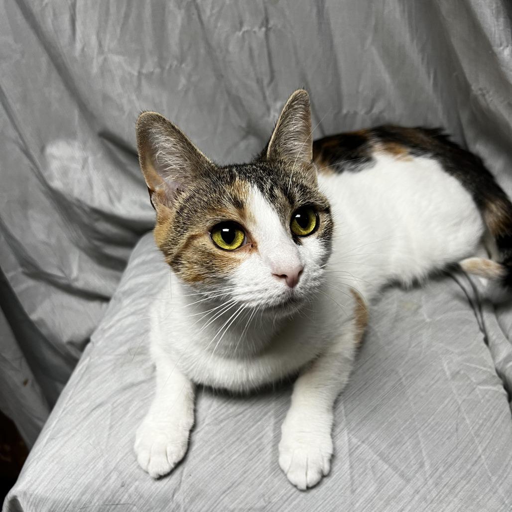 Malice, a Adoptable Domestic Short Hair in Raleigh, NC image 6/6