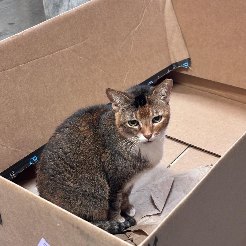 Miss Kay, Adoptable, Senior Female Domestic Short Hair.