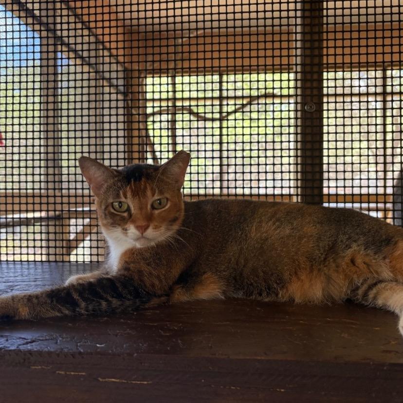 Miss Kay, Adoptable, Senior Female Domestic Short Hair.