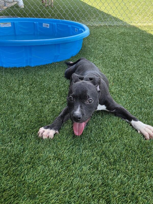 Beowoof, a Adoptable mixed breed in Jackson, TN image 1/6