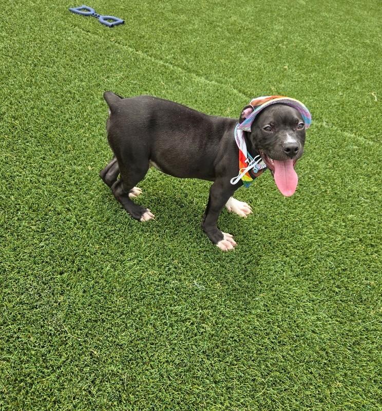 Beowoof, a Adoptable mixed breed in Jackson, TN image 2/6