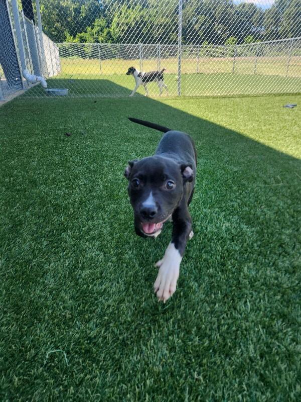 Beowoof, a Adoptable mixed breed in Jackson, TN image 3/6