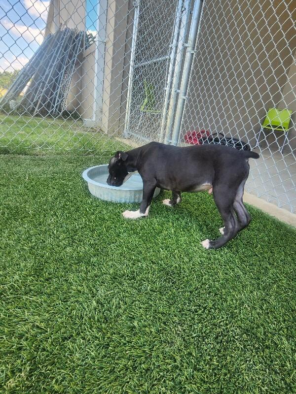 Beowoof, a Adoptable mixed breed in Jackson, TN image 4/6