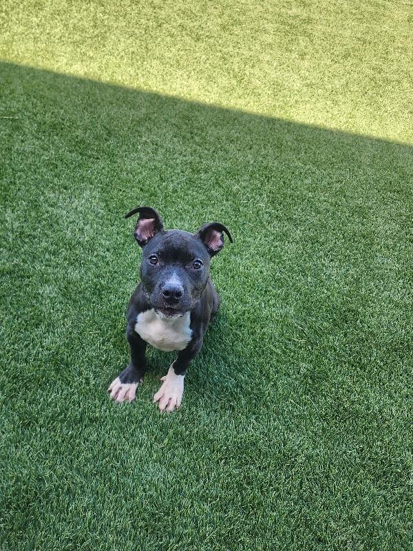 Beowoof, a Adoptable mixed breed in Jackson, TN image 5/6