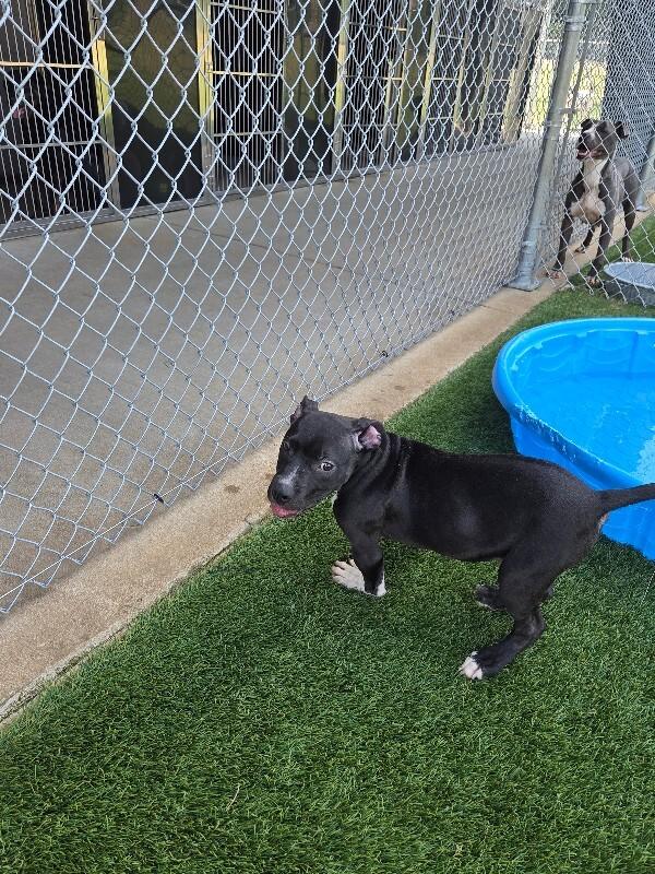 Beowoof, a Adoptable mixed breed in Jackson, TN image 6/6