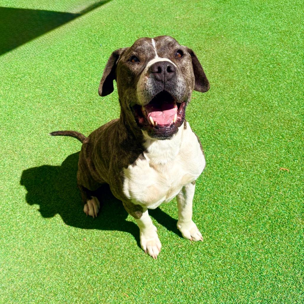 Buddy - PAWS, Adoptable, Senior Male Mixed Breed.