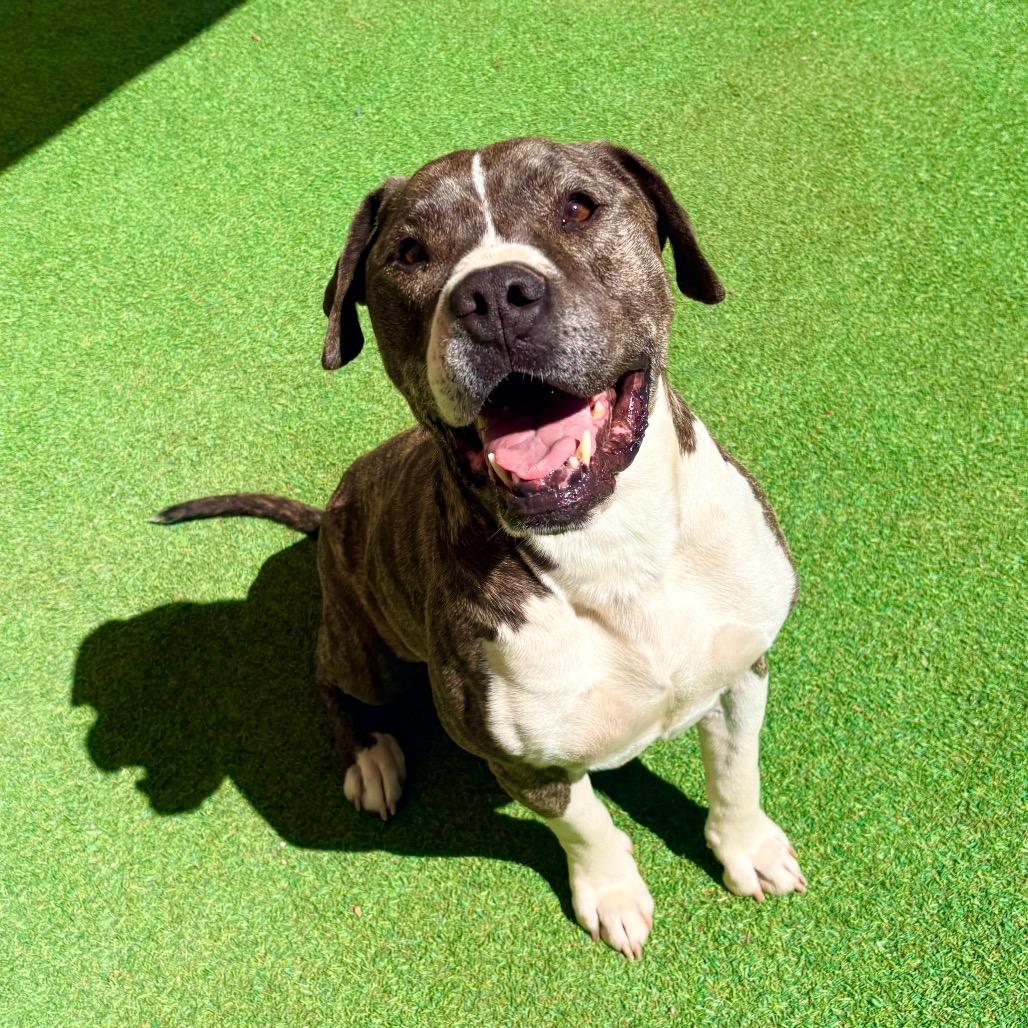 Buddy - PAWS, a Adoptable Mixed Breed in Las Cruces, NM image 2/2