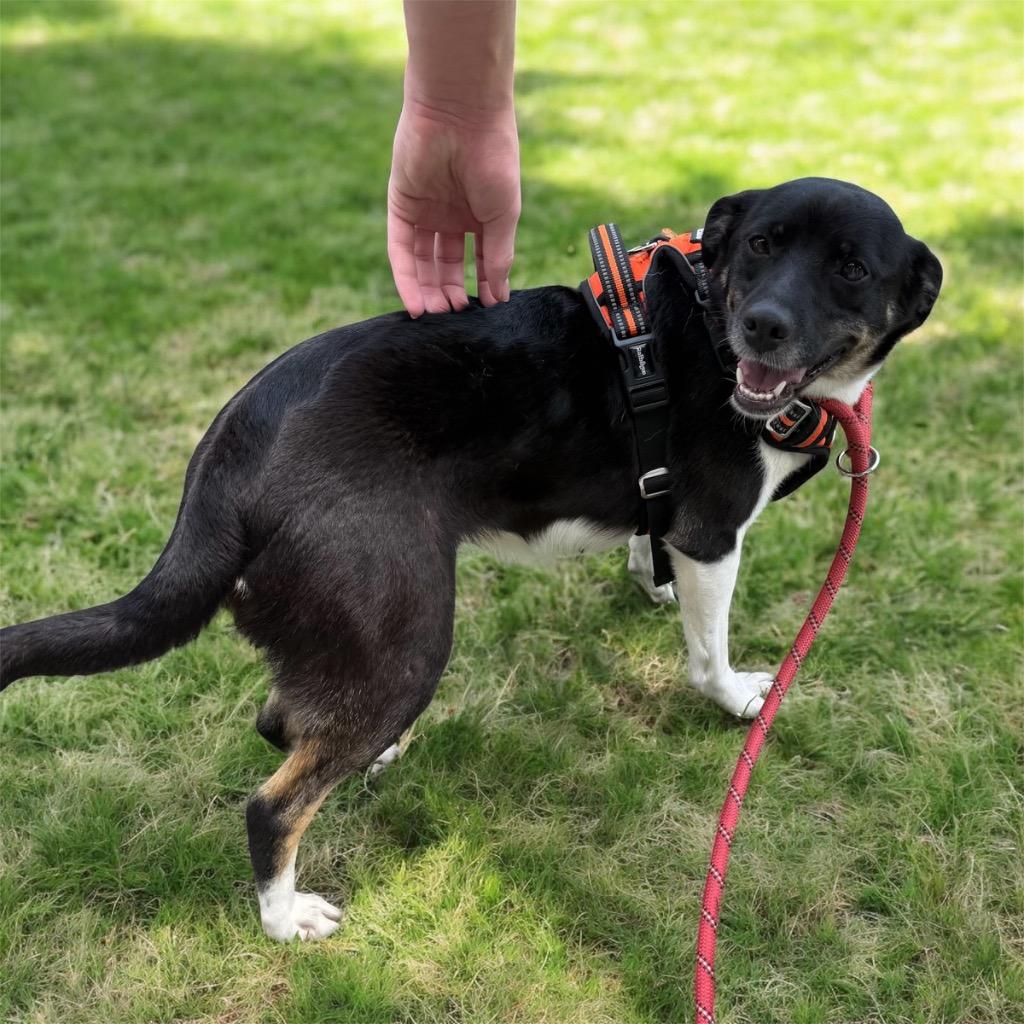 Delilah, Adoptable, Adult Female Terrier.
