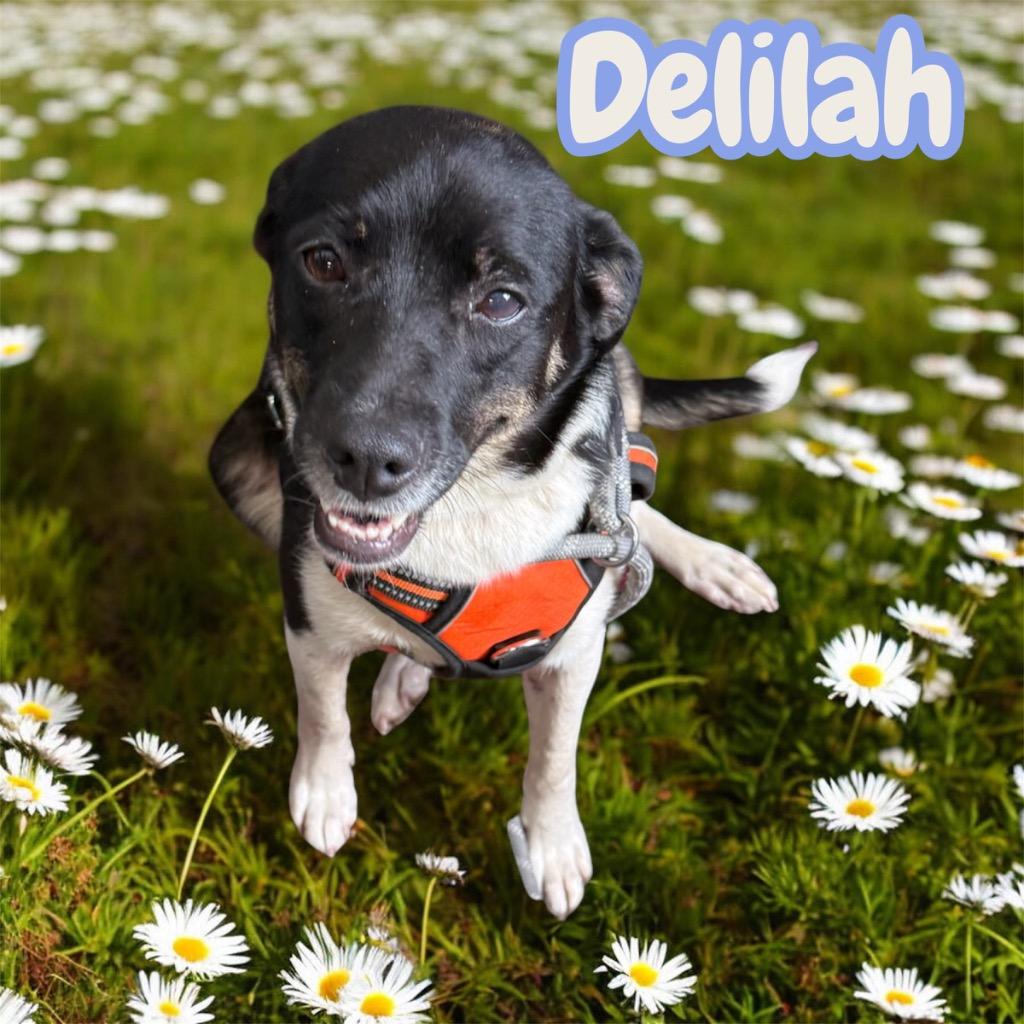 Delilah, a Adoptable Terrier in Camden, TN image 2/3
