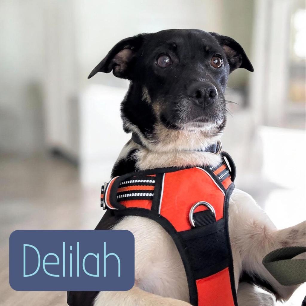 Delilah, a Adoptable Terrier in Camden, TN image 3/3