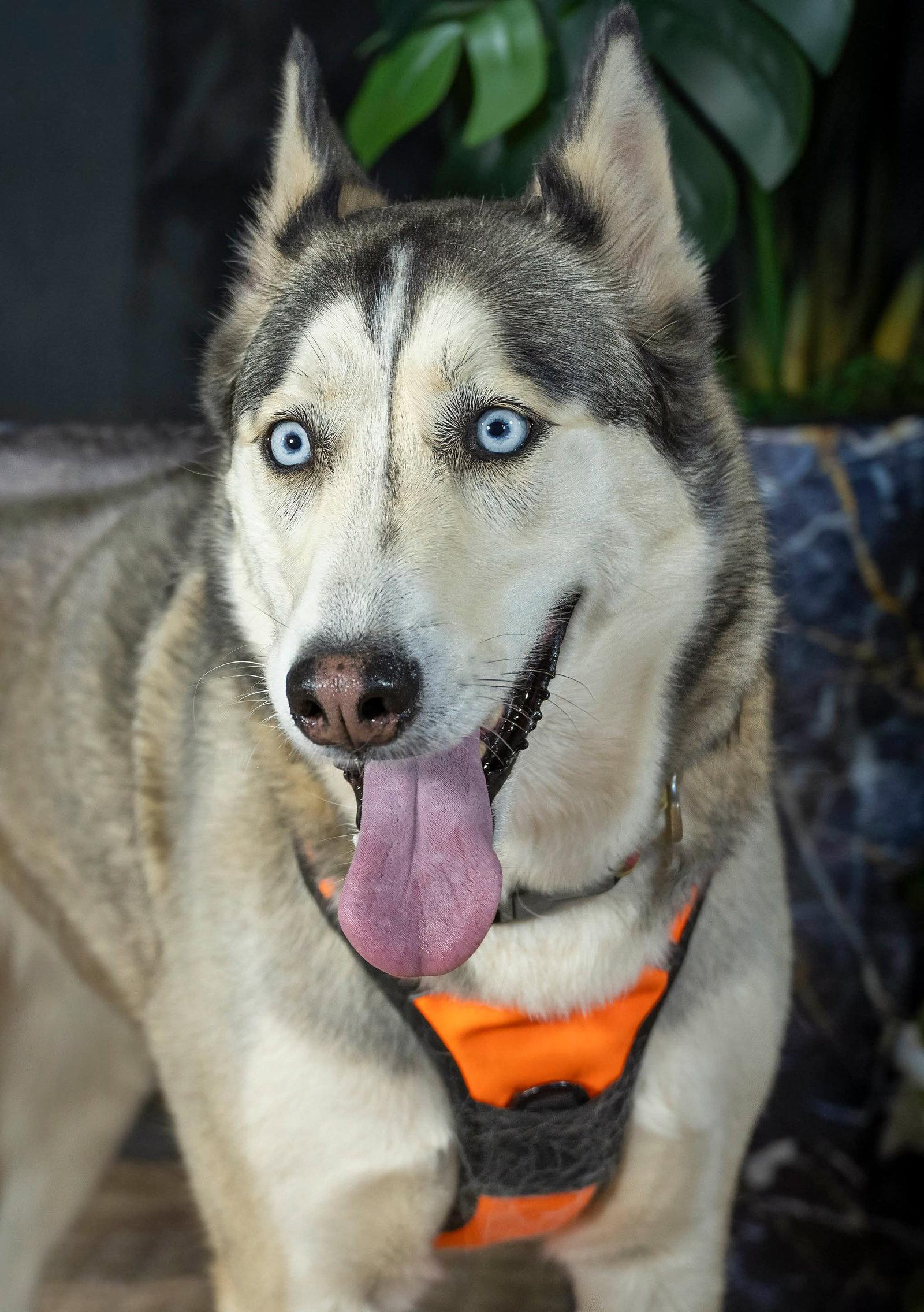 Haven, Adoptable, Adult Female Siberian Husky.