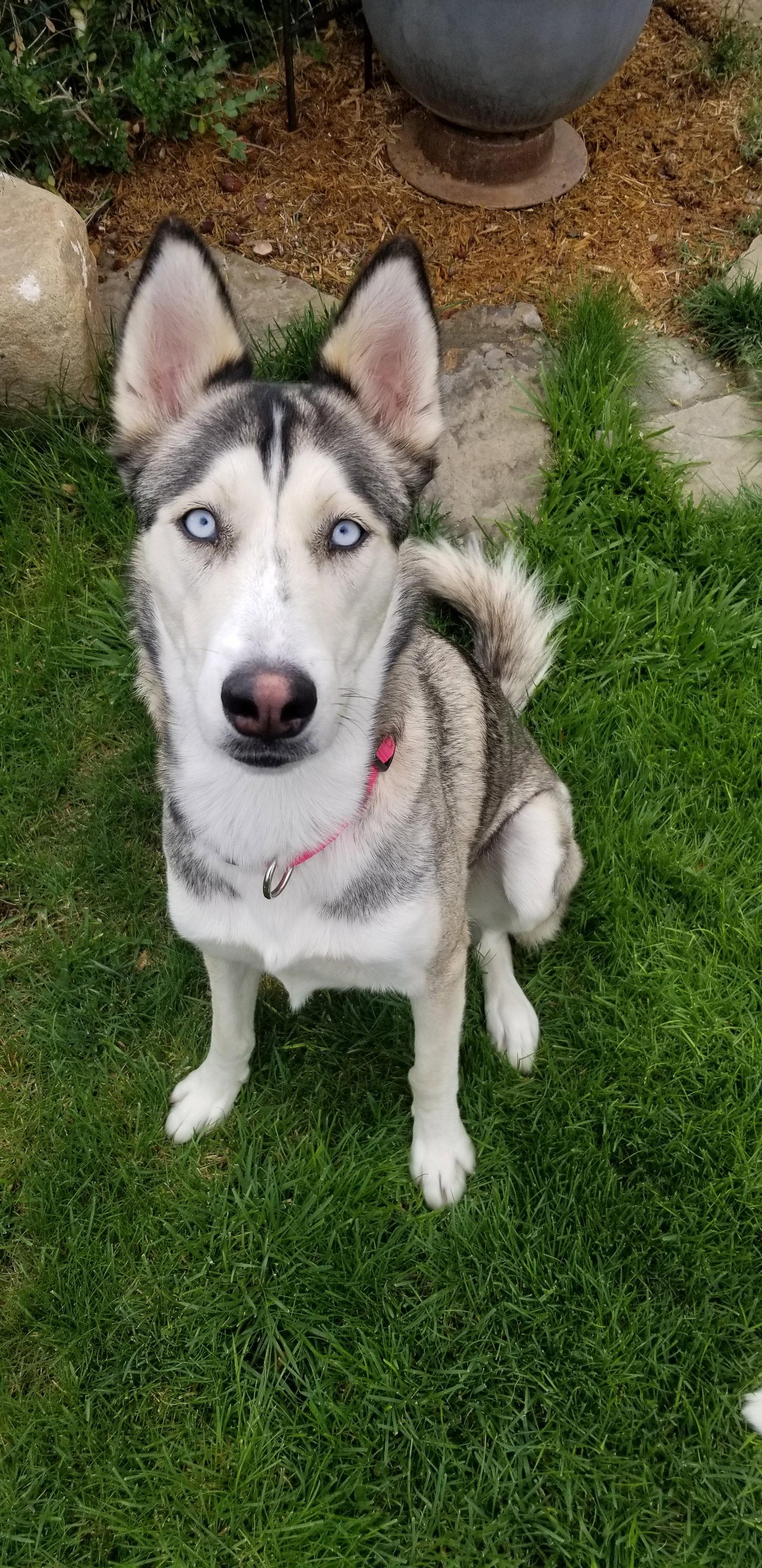 Haven, Adoptable, Adult Female Siberian Husky.