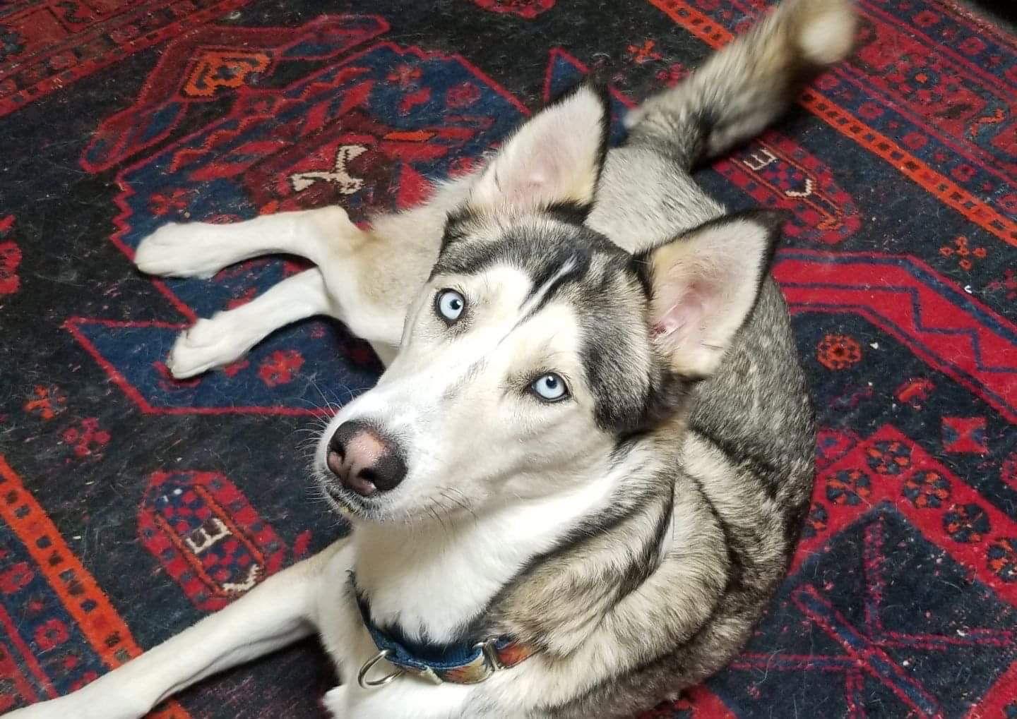 Haven, Adoptable, Adult Female Siberian Husky.