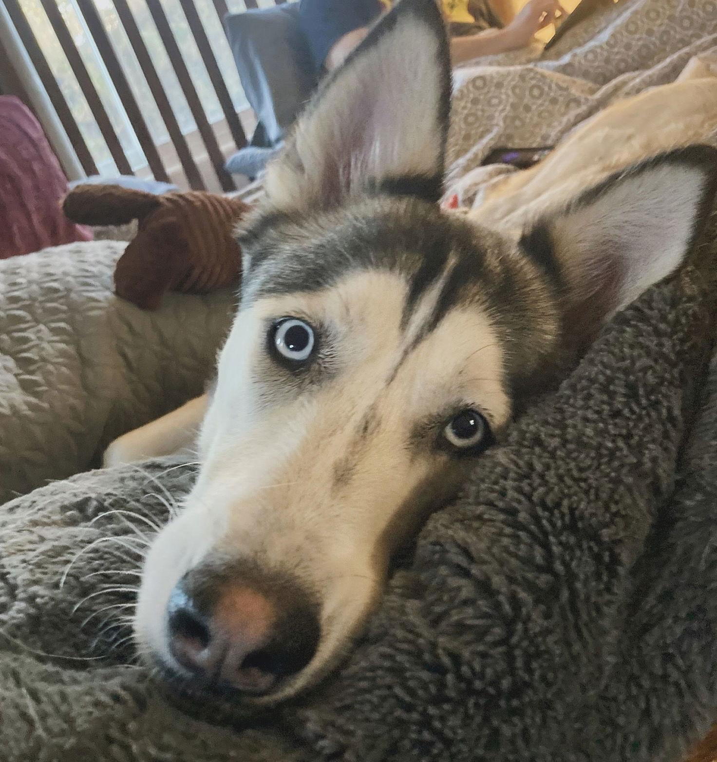 Haven, a Adoptable Siberian Husky in Cedar Crest, NM image 2/3