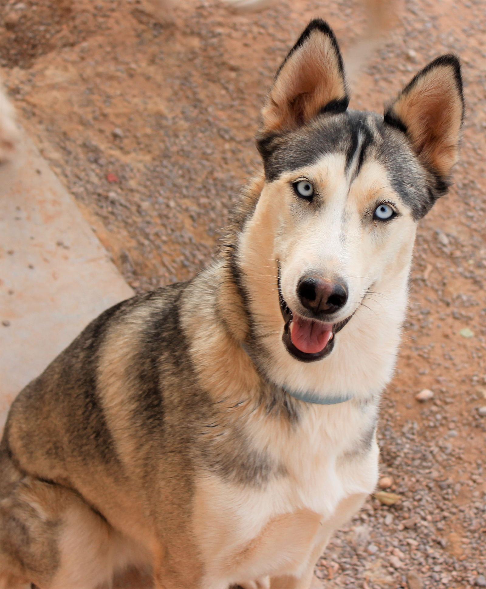 Haven, a Adoptable Siberian Husky in Cedar Crest, NM image 3/3