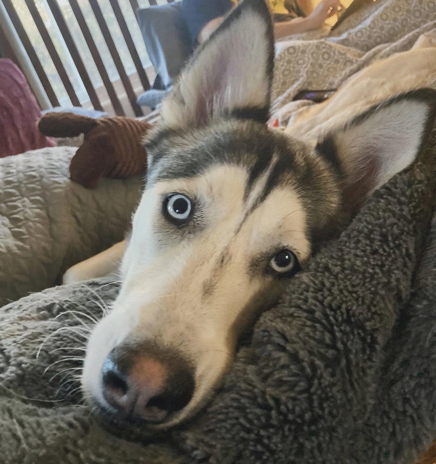 Enlarge Haven, a Adoptable Siberian Husky in Cedar Crest, NM image 3/3