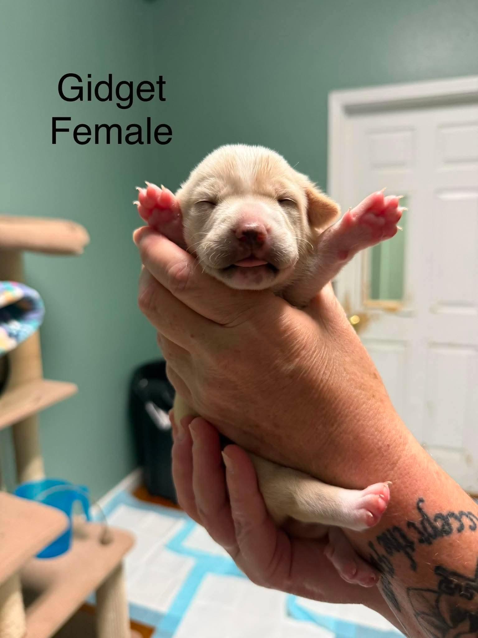 Enlarge Gidget, a ADOPTABLE mixed breed in Elkton, MD image 3/3
